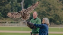 Birds of prey experience at Heythrop Park