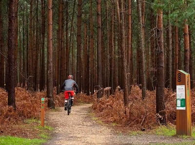 A cyclist riding through Swinley Forest