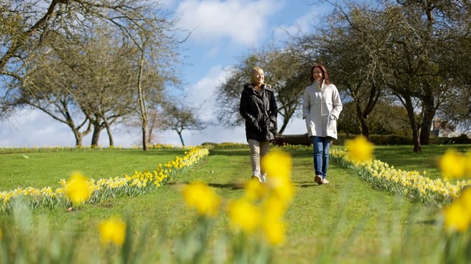 Two women stroll through a lush garden path lined with blooming daffodils, framed by trees under a clear blue sky.