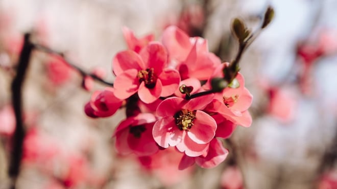 Explore the Evesham blossom trail